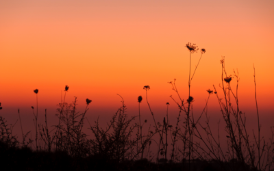 Magia di una notte di mezza estate